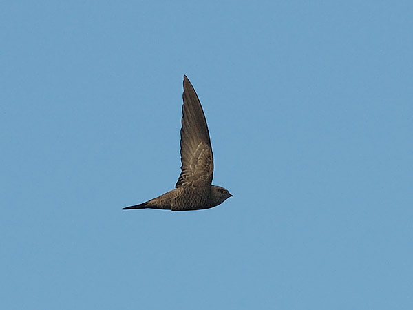 Vaaleakiitäjä, Pallid Swift, Apus pallidus